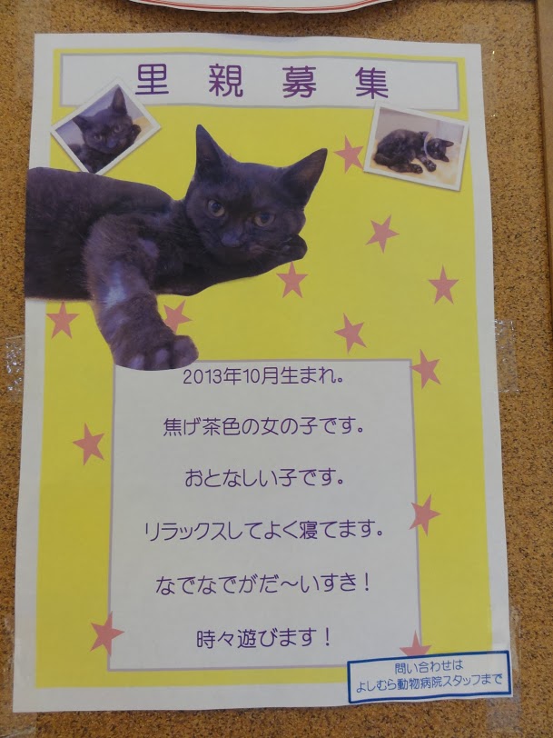 猫店長　ノラクロ　プジョーDSC05189.JPG